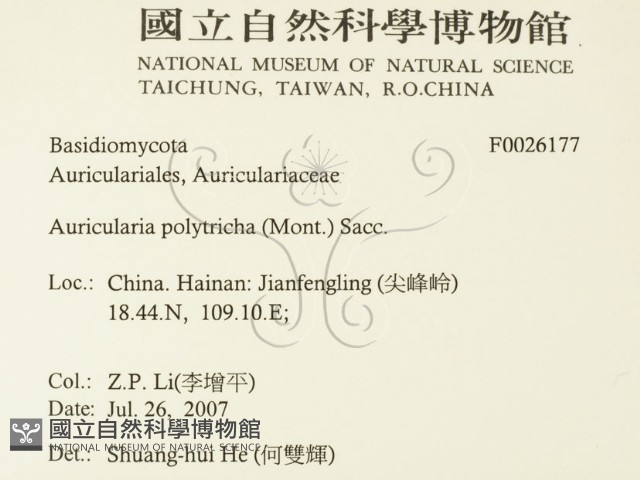 毛木耳藏品圖，第2張