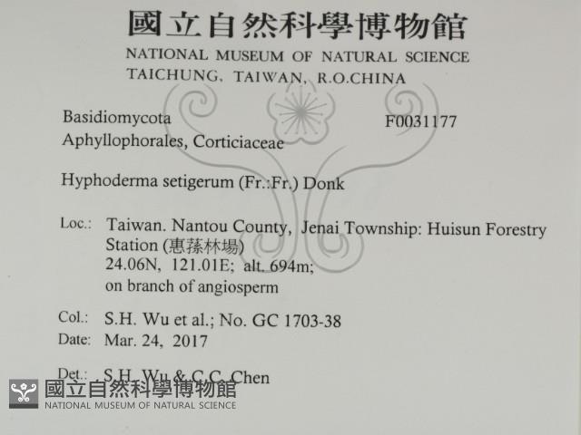 剛毛絲皮菌藏品圖，第2張