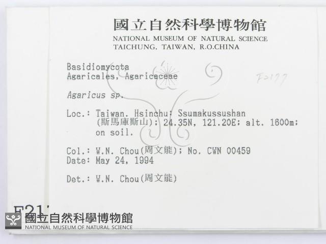 傘菌屬藏品圖，第2張