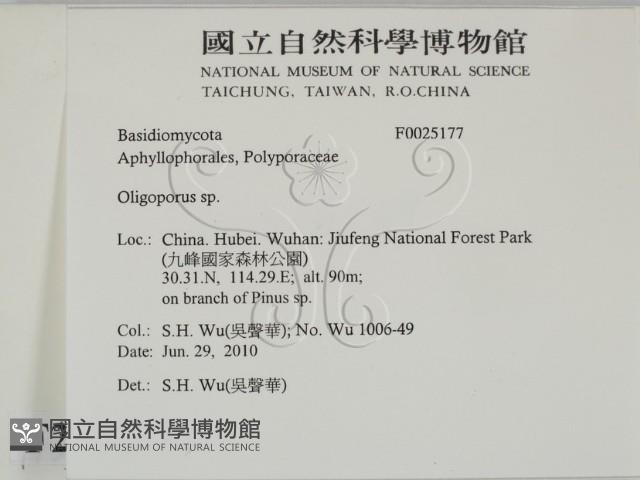 寡孔菌屬藏品圖，第2張