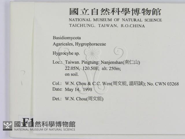 濕傘屬藏品圖，第2張