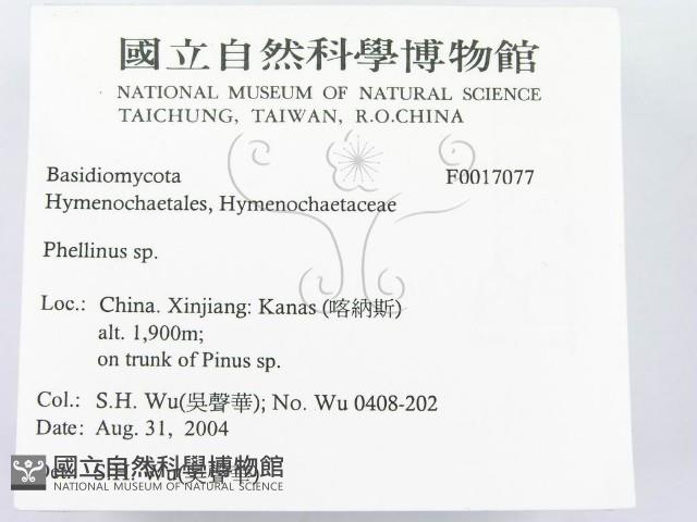 木層孔菌屬藏品圖，第2張