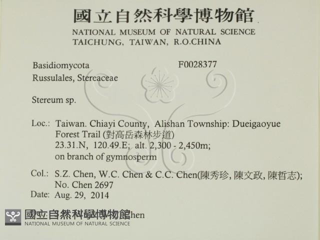 韌革菌屬藏品圖，第2張