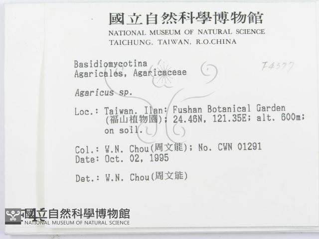 傘菌屬藏品圖，第2張