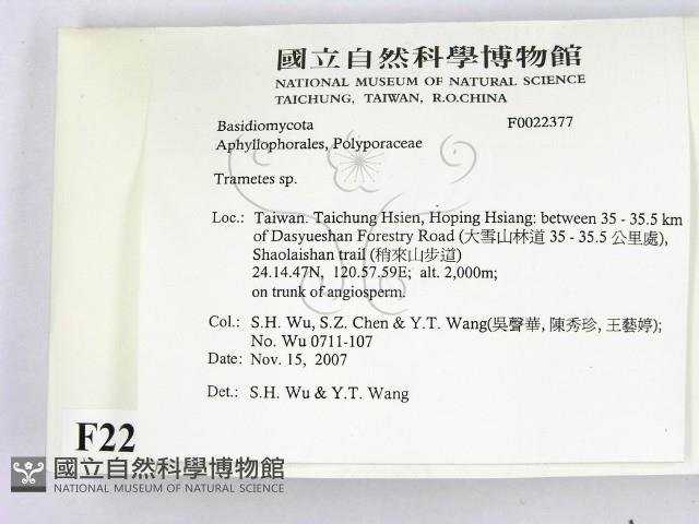 栓菌屬藏品圖，第2張