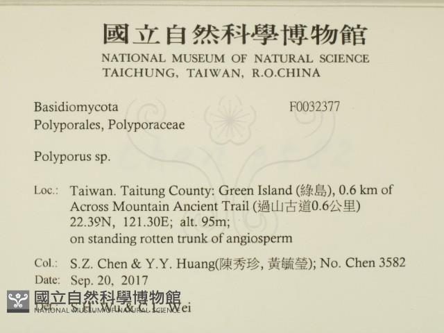 多孔菌屬藏品圖，第2張