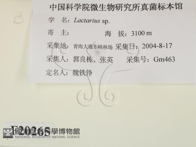 乳菇屬藏品圖，第2張