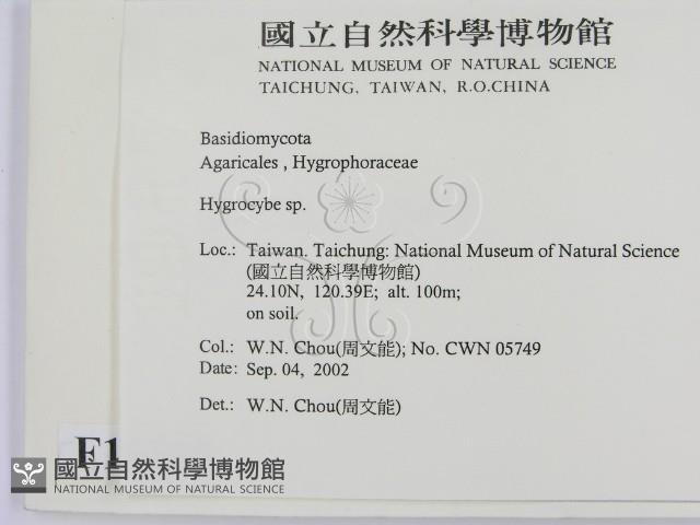 濕傘屬藏品圖，第2張