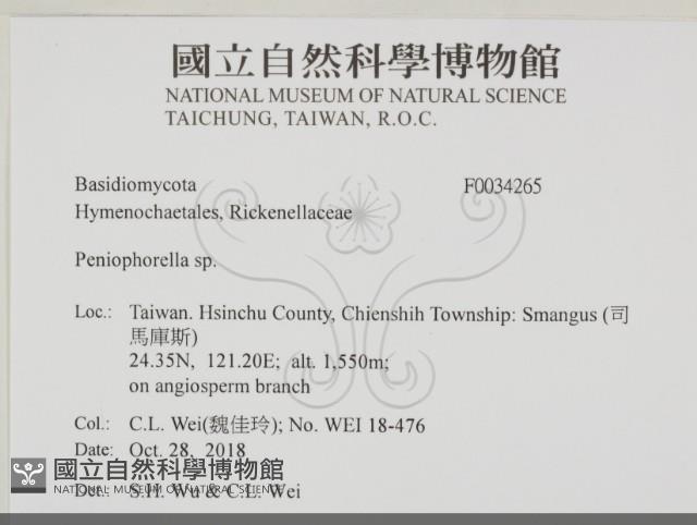 擬筍殼菌屬藏品圖，第2張