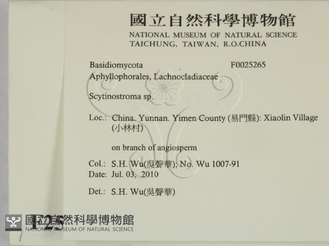 革墊菌屬藏品圖，第2張