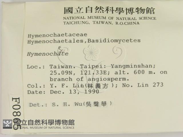 刺革菌屬藏品圖，第2張