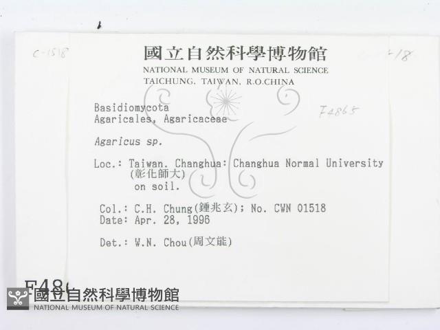傘菌屬藏品圖，第2張