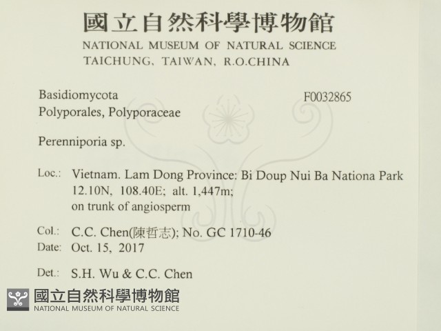 多年臥孔菌屬藏品圖，第2張