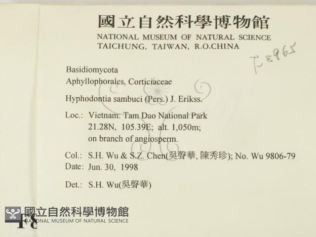 冇骨消絲齒菌藏品圖，第2張