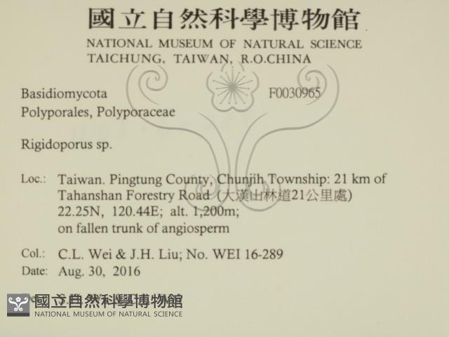 硬孔菌屬藏品圖，第2張