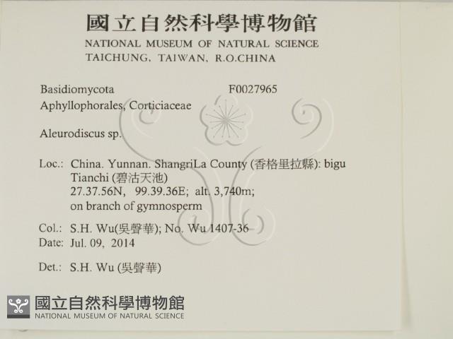盤革菌屬藏品圖，第2張