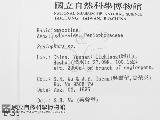 筍殼菌屬藏品圖，第2張