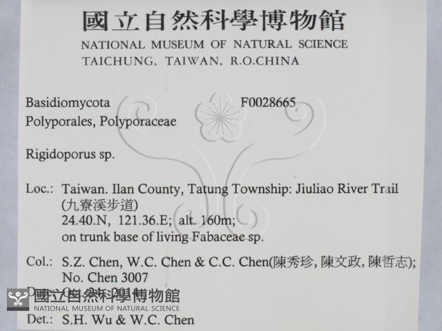 硬孔菌屬藏品圖，第2張