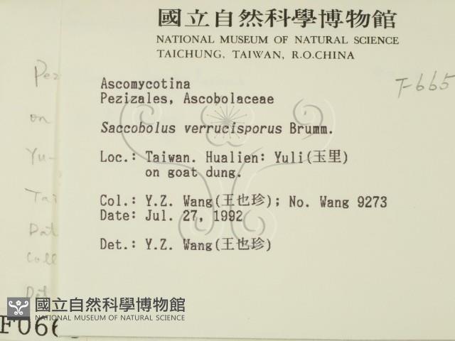 登錄號:F0000665藏品圖，第2張