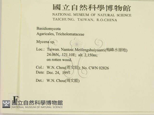 小菇屬藏品圖，第2張