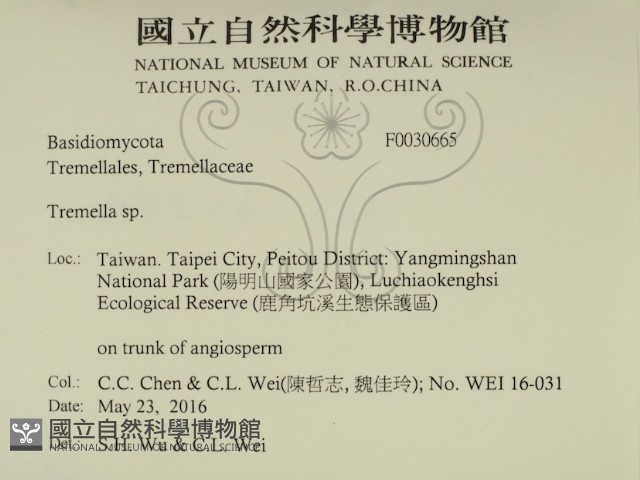 銀耳屬藏品圖，第2張