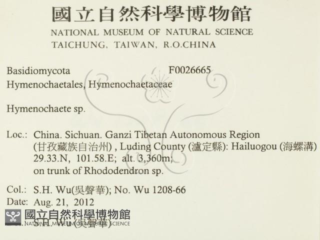 刺革菌屬藏品圖，第2張