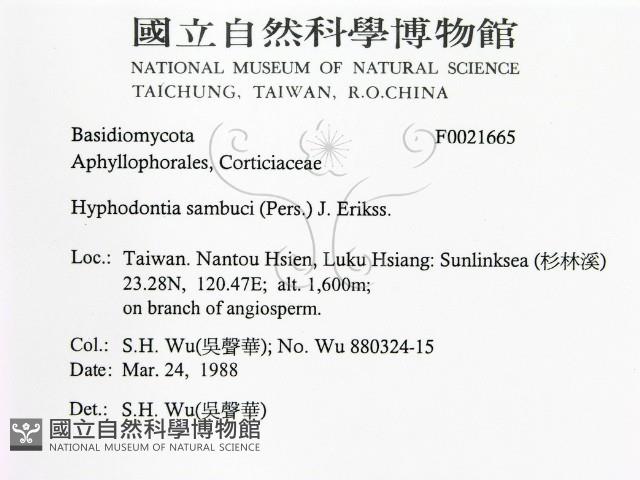 冇骨消絲齒菌藏品圖，第2張