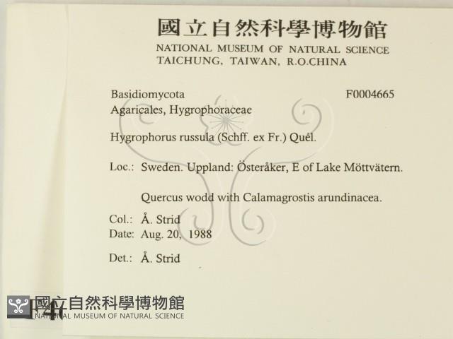 登錄號:F0004665藏品圖，第2張