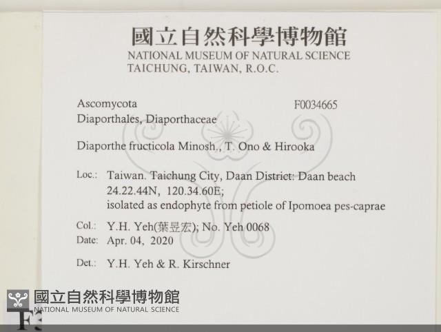 登錄號:F0034665藏品圖，第2張