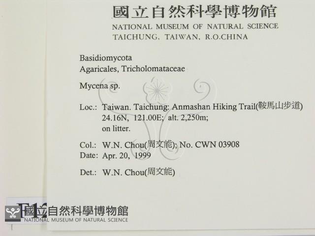 小菇屬藏品圖，第2張