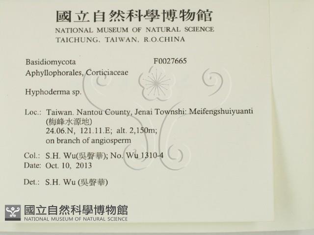 絲皮菌屬藏品圖，第2張