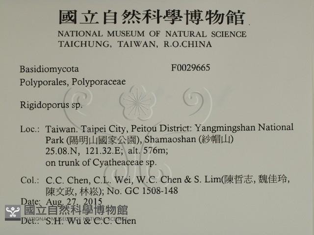 硬孔菌屬藏品圖，第2張