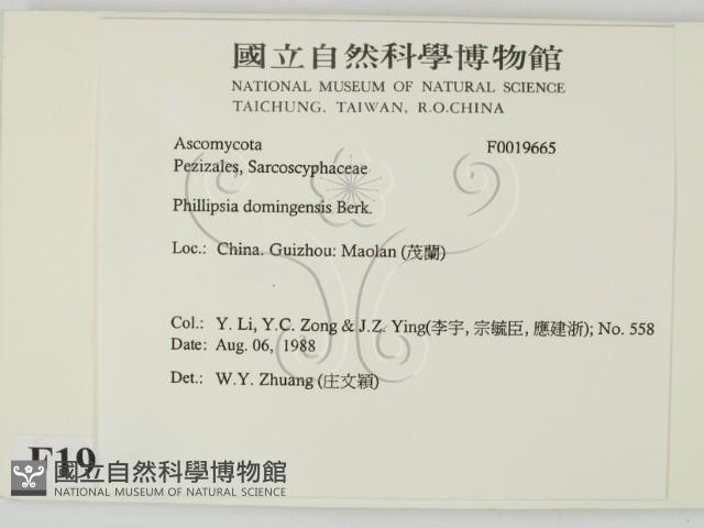 登錄號:F0019665藏品圖，第2張