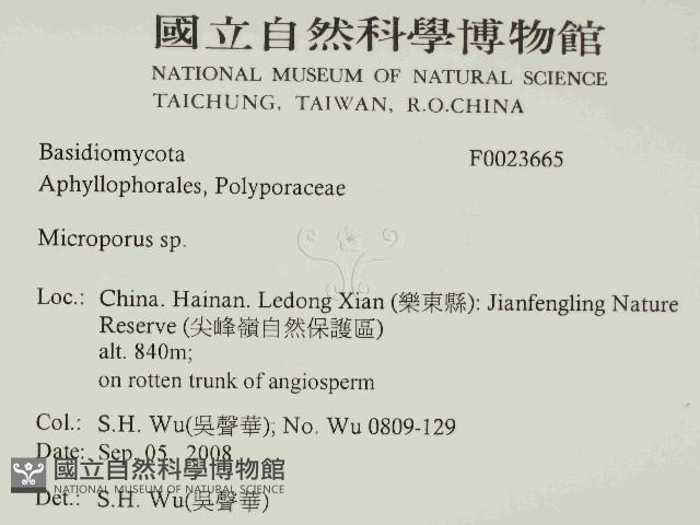 小孔菌屬藏品圖，第2張