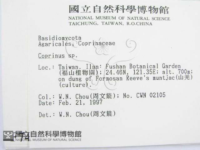 鬼傘屬藏品圖，第2張