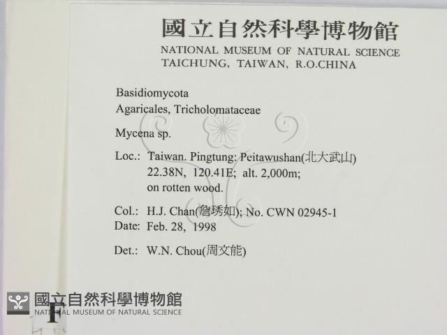 小菇屬藏品圖，第2張