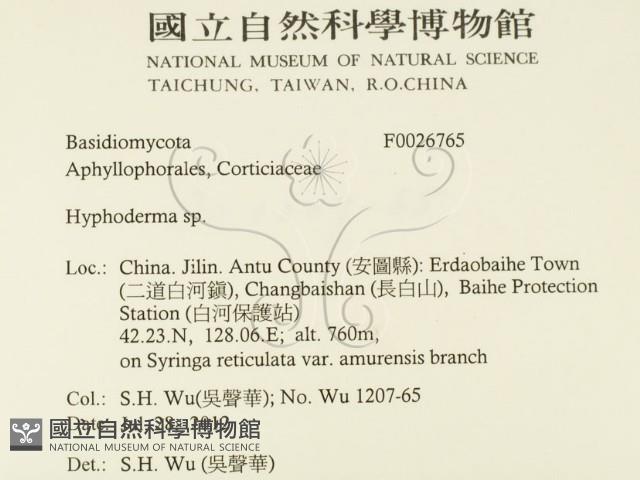 絲皮菌屬藏品圖，第2張