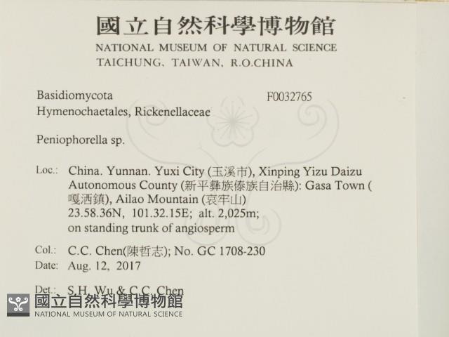 擬筍殼菌屬藏品圖，第2張