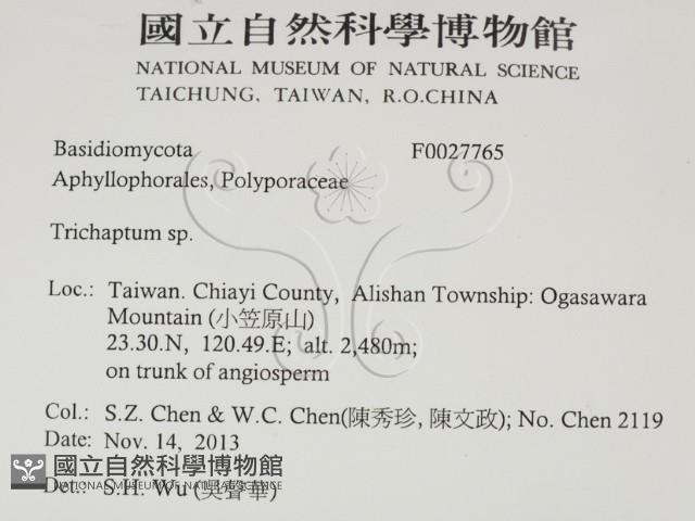 附毛菌屬藏品圖，第2張