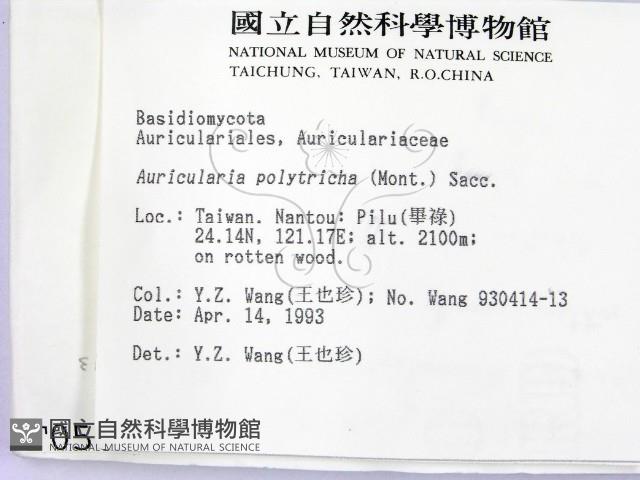 毛木耳藏品圖，第2張