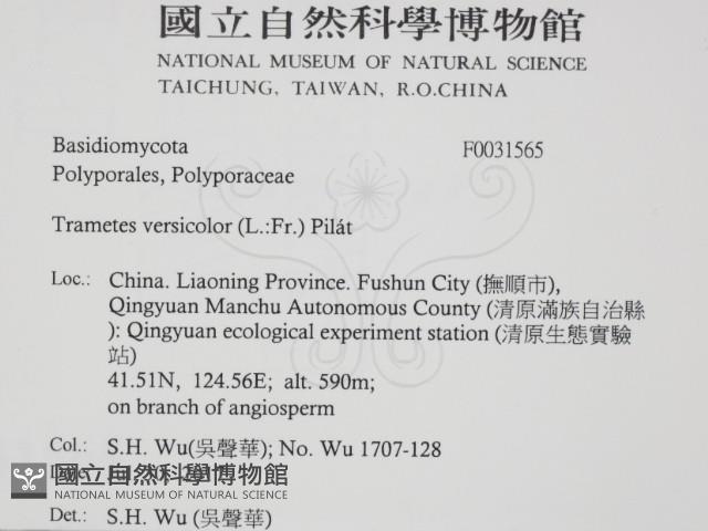 雲芝藏品圖，第2張
