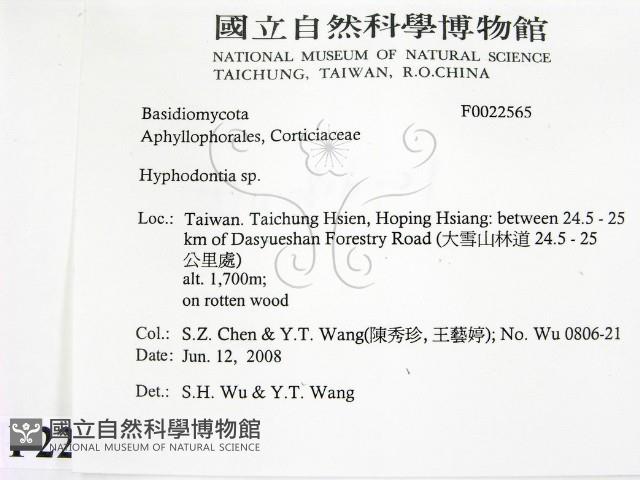 絲齒菌屬藏品圖，第2張