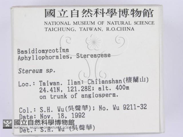 韌革菌屬藏品圖，第2張