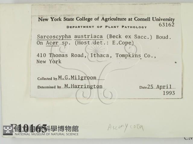 登錄號:F0010165藏品圖，第2張