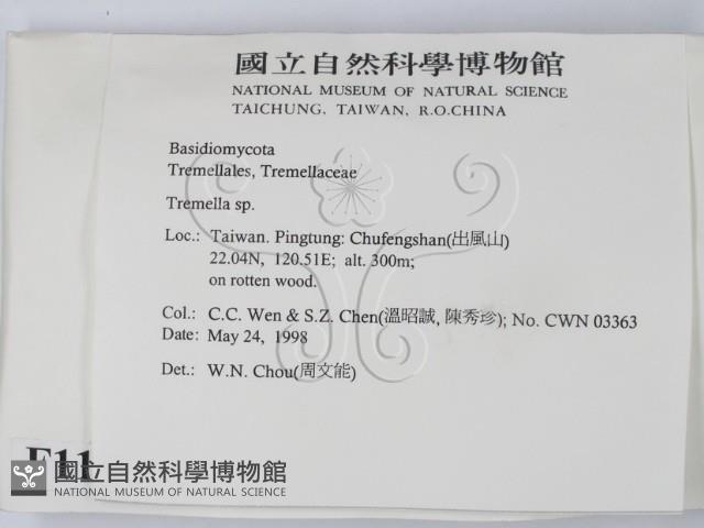 銀耳屬藏品圖，第2張
