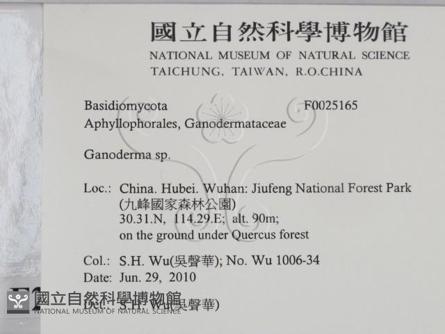 靈芝屬藏品圖，第2張