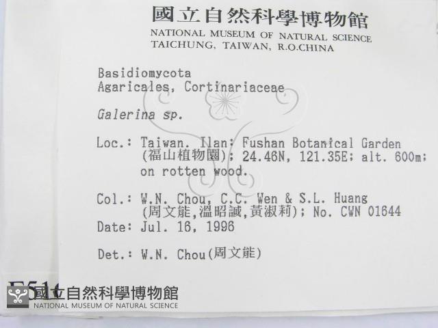 盔孢傘屬藏品圖，第2張