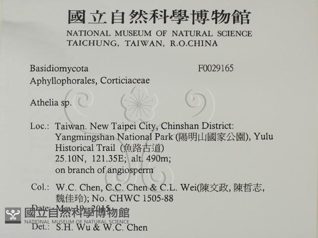 阿太菌屬藏品圖，第2張