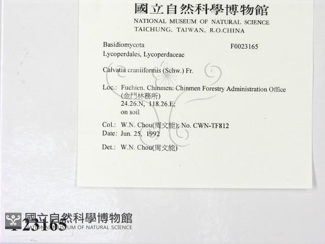 頭狀禿馬勃藏品圖，第2張