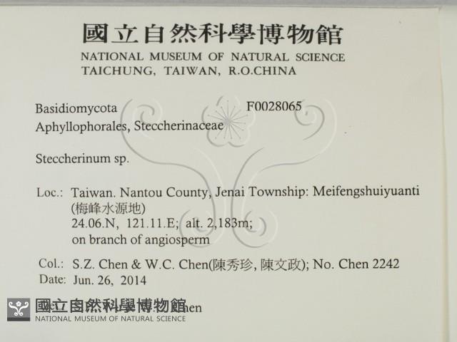 齒耳菌屬藏品圖，第2張